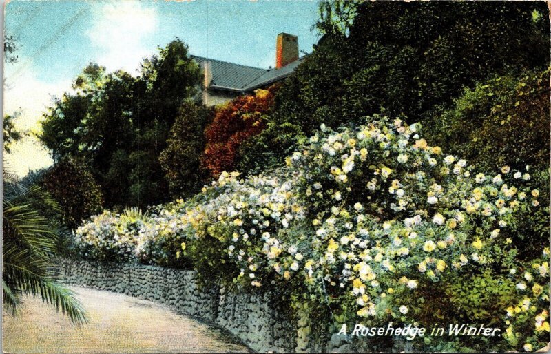 Rosehedge Winter Antique Divided Back Postcard Newman Los Angeles California 