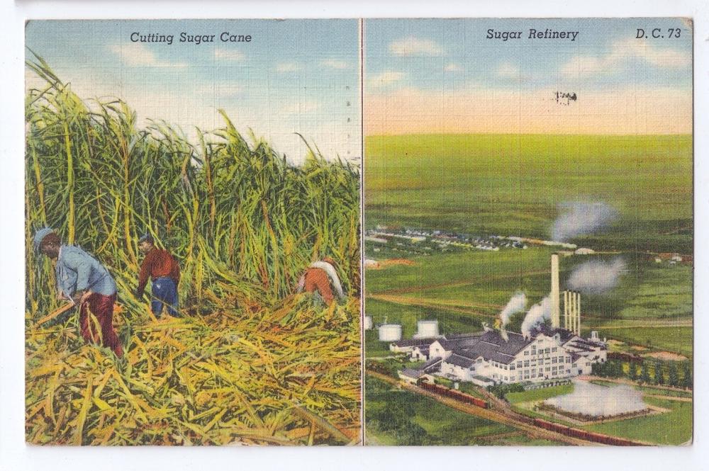 Clewiston FL Sugar Cane Harvest Refinery Curteich Linen 1943 United
