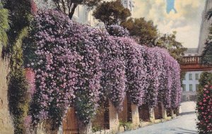 Menton Fleurs De Printemps Old French Postcard