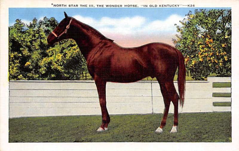 The Northstar III, the wonder horse KY, USA Horse Unused 