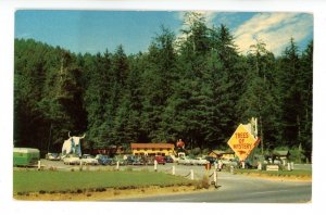 CA - Redwood Highway. Trees of Mystery