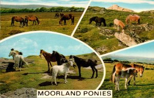 Horses Moorland Ponies Multi View 1974 England