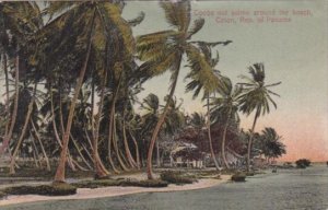 Panama Colon Cocoanut Palms Around The Beach