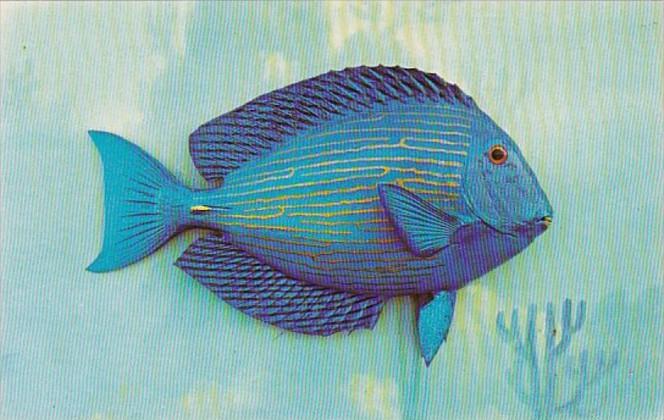 Florida Native Fish Blue Tang Coral Reefs