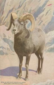 NEW YORK NY ZOOLOGICAL PARK BIG HORN MOUNTAIN SHEEP 6678B POSTCARD c1910s