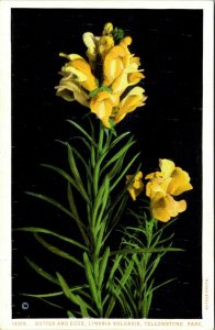 Butter and Eggs, Linaria Vulgaris Yellowstone Park Vintage Postcard S49