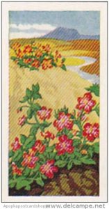 Glengettie Trade Card Wild Flowers No 8 Scarlet Pimpernel