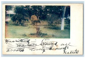 1906 View of Trees and Grass, West Hartford CT Posted Antique PMC Postcard