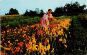 Trapp Family Lodge Stowe Vermont Hedwig Gardens Flowers UNP Vintage Postcard 