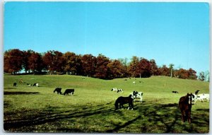 Postcard - Typical Pastoral Scene in Northern Illinois