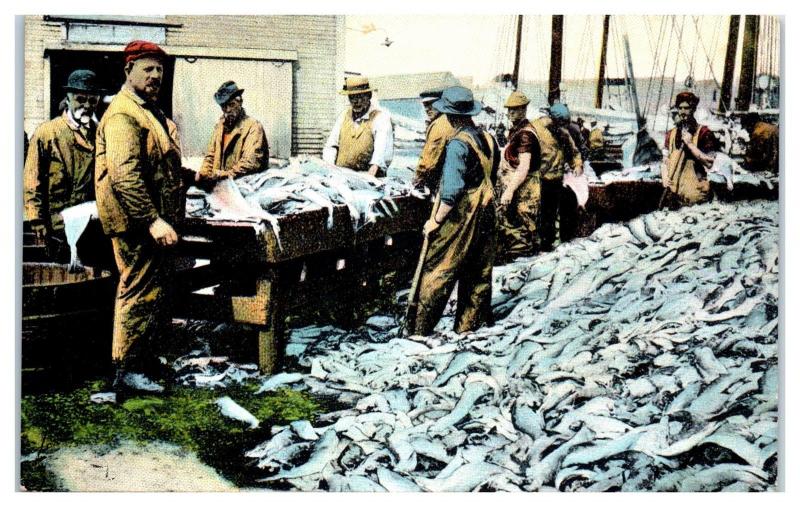 Early 1900s Splitting Fresh Fish at the Port, Gloucester, MA Postcard