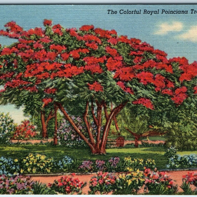 c1940s Pub. Miami, FL Royal Poinciana Tree Tropical Florida Linen PC Teich A328