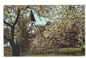 Blossom Time In The Annapolis Valley, Nova Scotia, Vintage Chrome Postcard