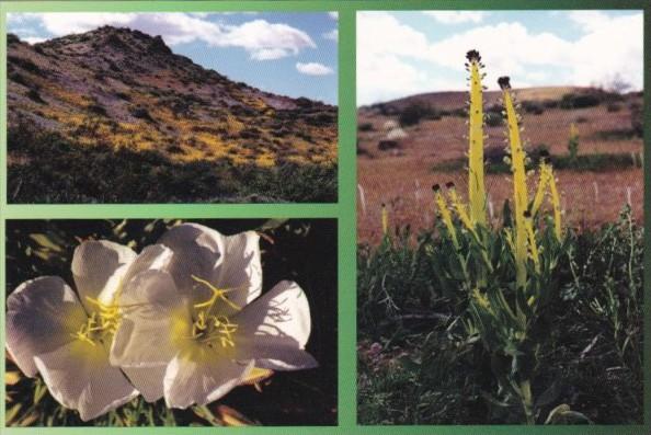 Cactus and Primrose Mojave Desert Barstow California