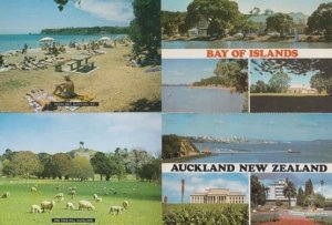 Auckland Bay Islands Okahu Bay One Tree Hill Sheep Beach 4x New Zealand Postcard