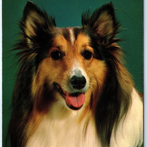 c1970s Dubuque IA Greetings From Sheltie Dog PC Shetland Sheepdogs Pup Cute A231