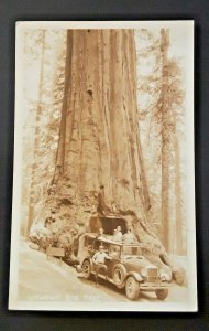 Mint Vintage Yosemite Valley California Wawona Tunnel Tree Sequoia Old Car RPPC