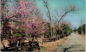 LEBANON, TN Tennessee  CEDARS of LEBANON State PARK    c1960s  Postcard