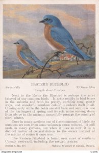 National Museaum of Canada, Ottawa,1950-1960s; Eastern BlueBird