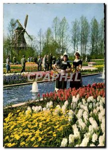 Postcard Modern Flowers in Holland Finery