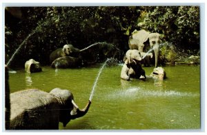 c1960s Disneyland Elephant Pool Squirting Water Anaheim California CA Postcard