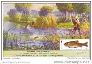 Liebig S1623 Freshwater Fishing No 6 Tinca chrysitis