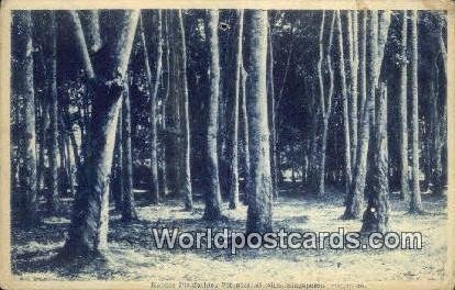 Rubber Plantation, Botanical Garden Singapore Postal Used Unknown, Missing St...