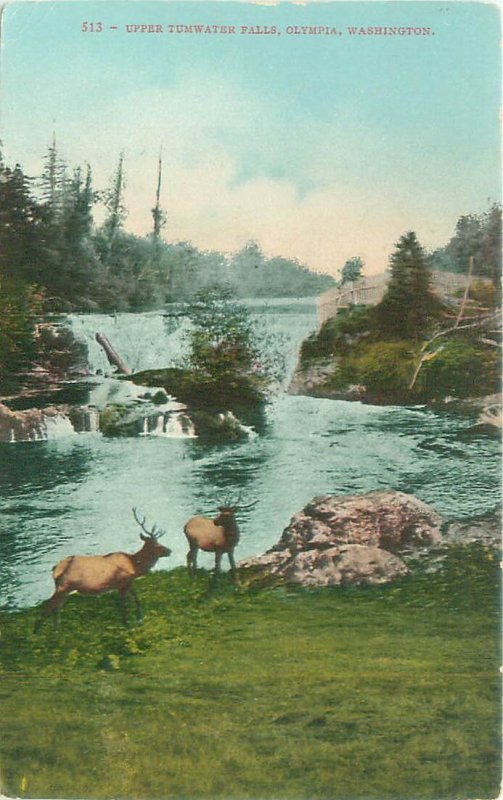 Olympia WA Upper Tumwater Falls, Elk Litho Postcard Unused