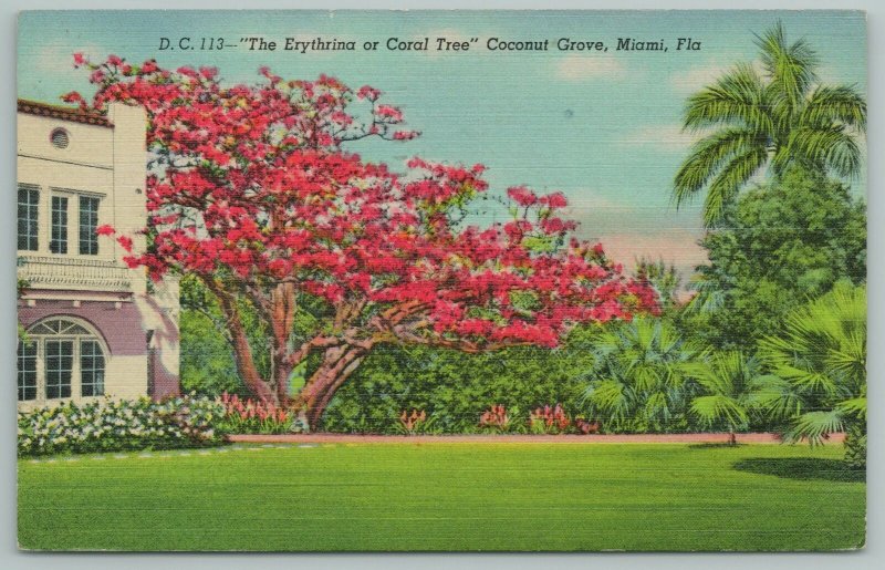 Miami Florida~Erythrina Coral Tree~Coconut Grove~Vintage Postcard