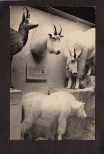 CT Mountain Goats Mammals Museum Yale University New Haven Connecticut Postcard