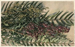 Vintage Postcard 1920's California Pepper Tree Blossoms And Berries Artwork