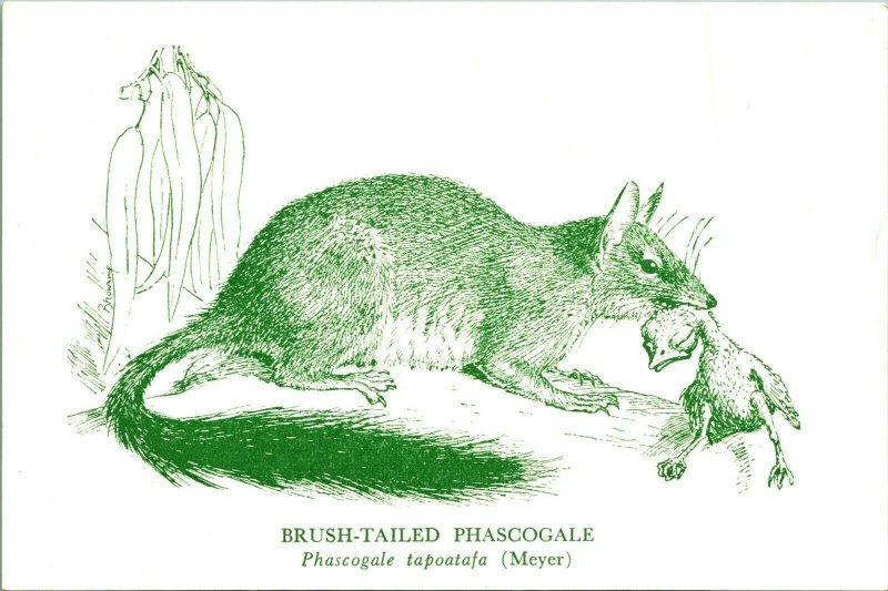 Bush-Tailed Phascogale National Museum of Victoria Australia Postcard UNP