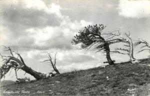 c1940 Real Photo PC; Timberline Trees Colorado CO Sanborn A-775 Mt. Evans