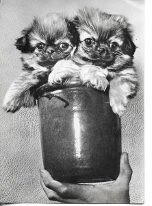Two pups in a tin pot Modern Italian phoito postcard 1970s