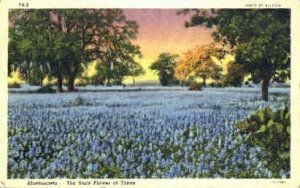 Bluebonnets, State Flower - Misc, Texas TX  