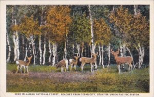 Deer In Kaibab National Forest Reached From Cedar City Utah Via Union Pacific...