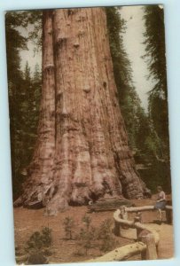 1940 Union Oil Co. Sequoia National Park Redwoods San Luis Obispo CA Postcard 