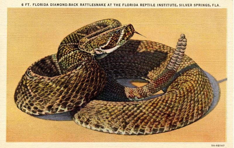FL - Silver Springs, Ross Allen Reptile Institute.Diamond-Back Rattlesnake