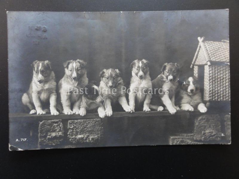 Dogs SEVEN PUPPY COLLIE DOG c1912 RP by Rotary A.717