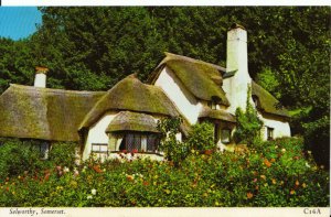Somerset Postcard - Selworthy - Showing Thatched Cottage - 8119A