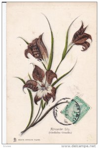 SOUTH AFRICA, 1900-1910's; Africander Lily, South African Flora