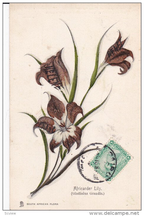 SOUTH AFRICA, 1900-1910's; Africander Lily, South African Flora