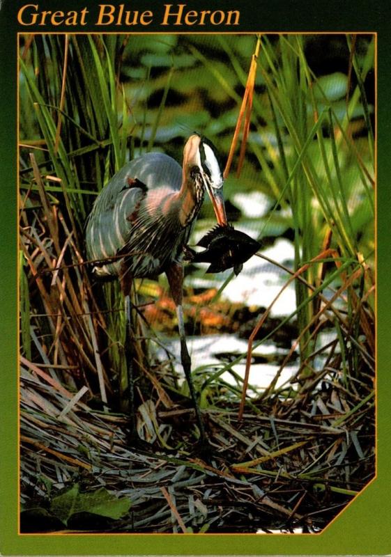 Birds Great Blue Heron