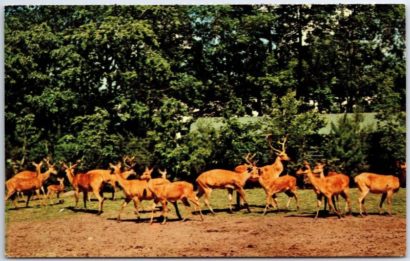 VINTAGE POSTCARD HERD OF INDIAN SWAMP DEER AT THE CATSKILL GAME FARM N.Y.