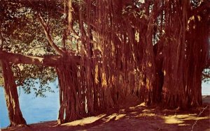 Banyan Tree on the Shore of Crescent Lake, FL, USA Florida