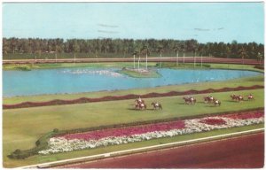 Parading To The Post, Hialeah Race Course, Florida, Vintage 1957 Chrome Postcard