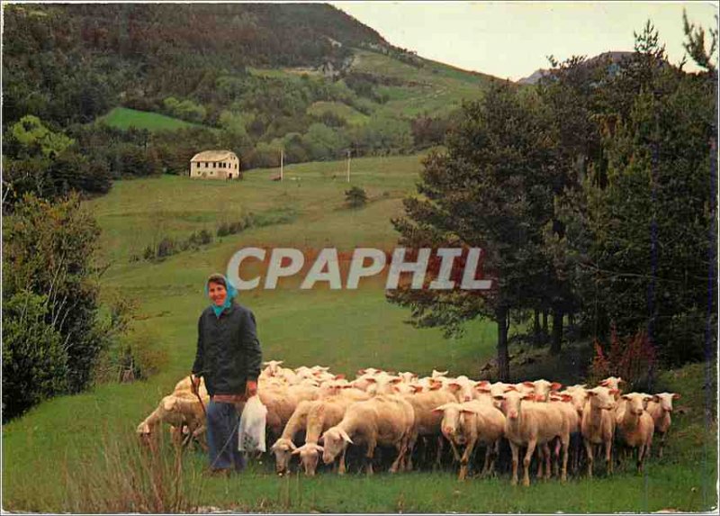 Modern Postcard La Bergere and his Flock