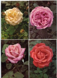 200003 Slovakia Roses flowers set of 18 old postcards