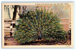 Scene From Peacock Farm Clearwater FL Florida Postcard (EI12)