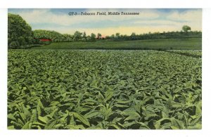 TN - Tobacco Field, Middle Tennessee